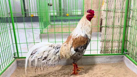 19/9 Tơ chuẩn nọc gửi a bạn.