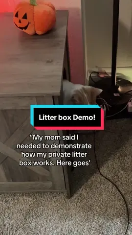 I get a lot of questions about this little litter box. Yes, there is a door! No it isn’t gross, doesn’t smell and in fact, is way cleaner and easier to keep clean! But please keep these questions coming because I not only see this in action everyday, I’ve made multiple videos and I sometimes forget you may be seeing it for the first time! #catsoftiktok #cattok #litterbox #catfirniture 