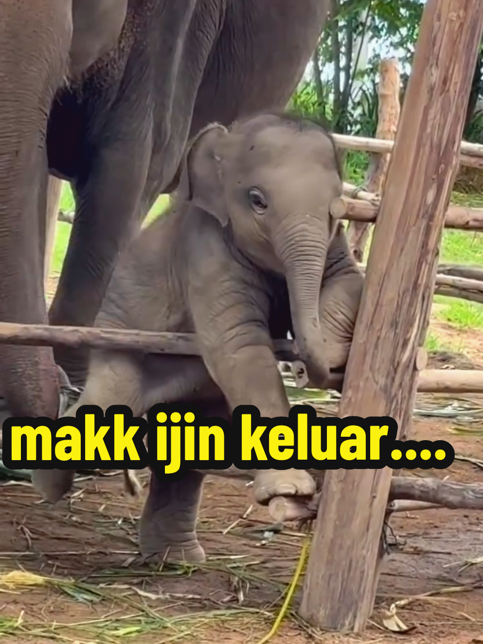 tolongin mak #moots? #4u #abcxyz #gajahviral  #gajah 