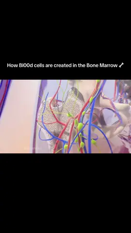 How Red,White and Platlets cells are formed in the Bone Marrow  #medicine #fyp #biology #bonemarrow #viraltiktok 