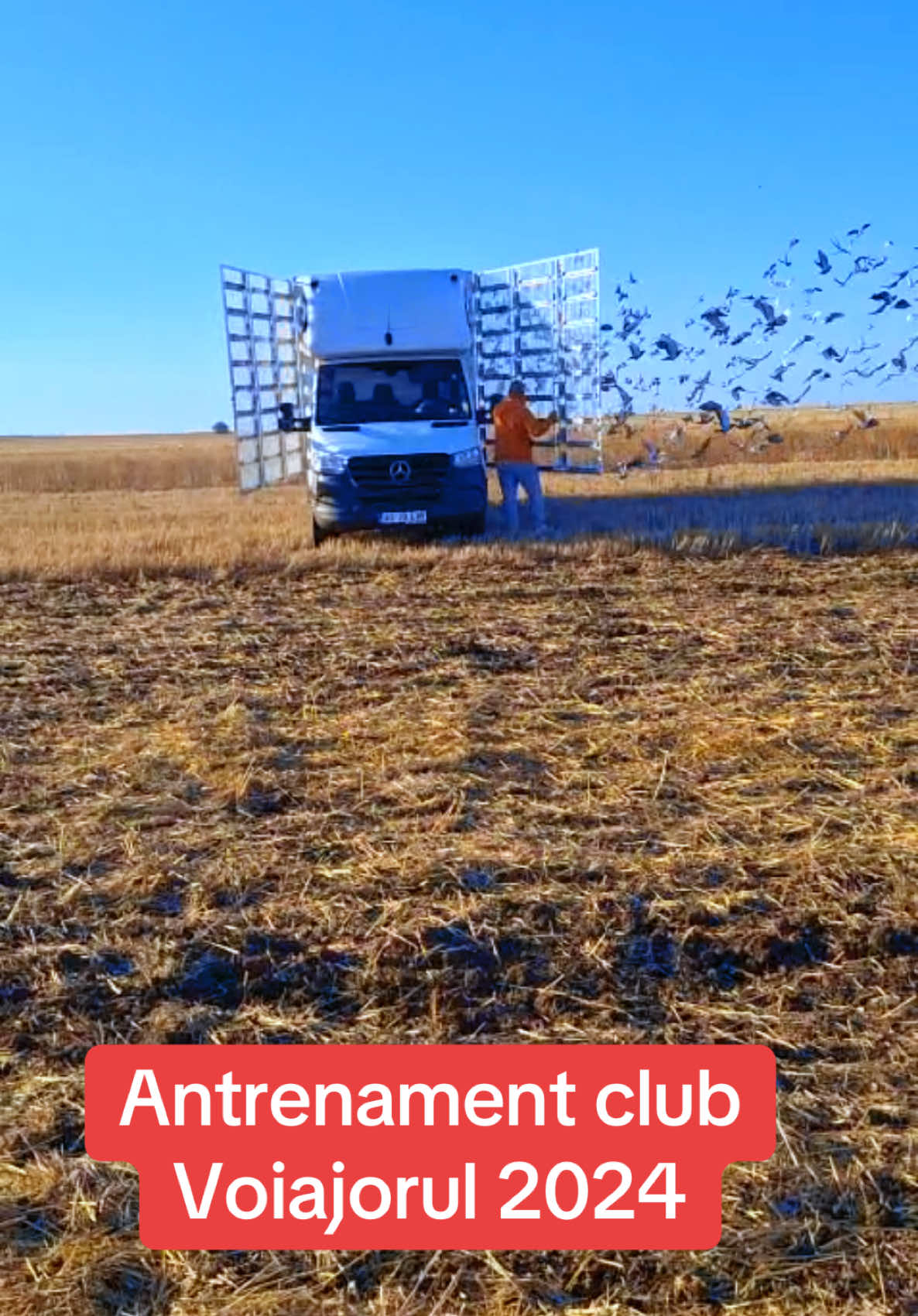 Antrenament club Voiajorul 2024, Mioveni, Argeș. #pericolloft #voiajorul2024 #porumbei #racingpigeons #porumbeiromania🇷🇴🕊🏆 