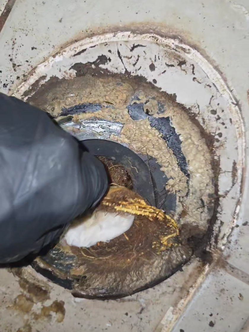 Look what was growing in this toilet #fyp #plumbing #toilet #bathroom #foryoupage 