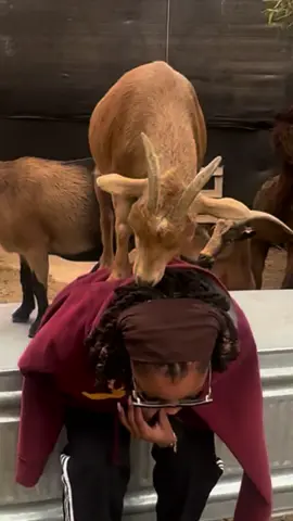 watch a goat step on my back!!! 