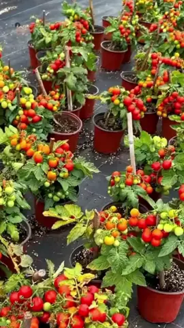 yang mau benih tomat mini boleh di cek out di keranjang kuning#bibit #bibittomatbuah #bibitbuah #tomat #hiasanbuah 