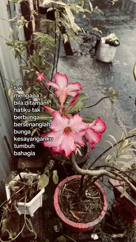 have a good life ya, bunga kesayanganku