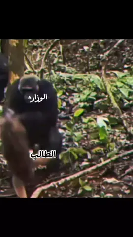 التربيه والطلاب # شعب صيني ماله حل#😂🤣