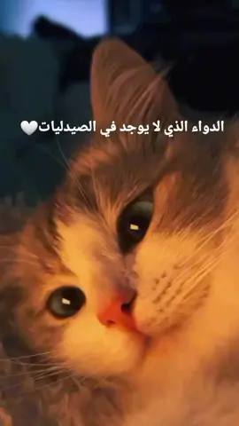 ❤️ #pet #cat #cats #catlover #animals 