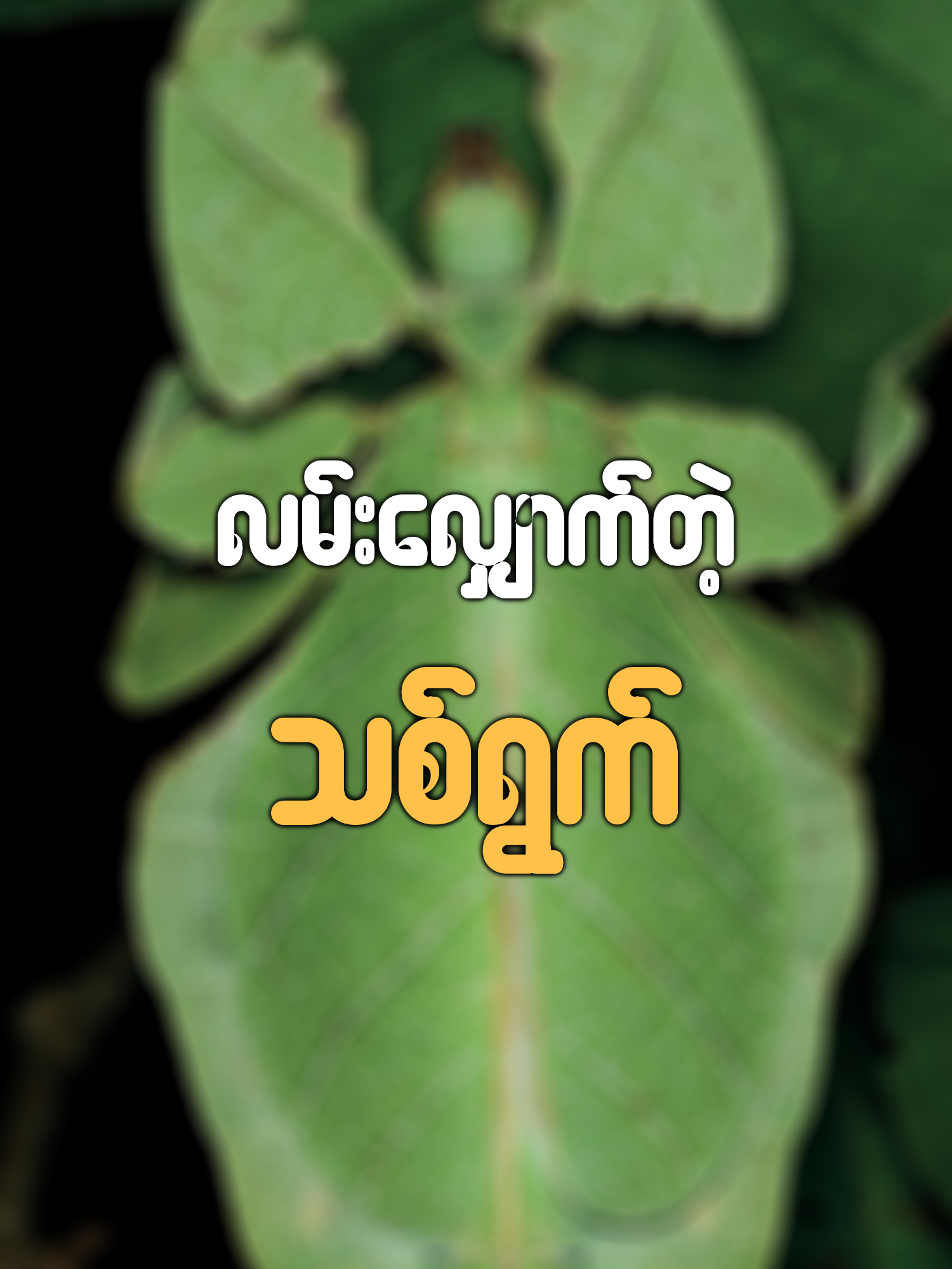 လမ်းလျှောက်တဲ့ သစ်ရွက် #Giantleafinsect #leafinsect #insects #leaf #သုတကဖေး #theknowledgecafe