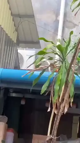 Mr cool wind aircond electrical service Berikut adalah perkhidmatan kami ❄️ Aircond service  ✅️ Install aircond  ⛑️ Pemasangan electric rumah premis       Dan lain-lain  ✅️ Pemasangan barangan electric rumah ✅️ Kipas angin lampu soket suis rcb        water heater earting@cable bumi ✅️ Apply meter baru  📍 Perkhidmatan kami adalah seluruh        Kawasan kota kinabalu dan luar kwsn #aircondservice  #wiringrumah #wiring 