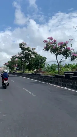 Bunga mulai bermekaran di wilayah Selong, Kabupaten Lombok Timur 🌸