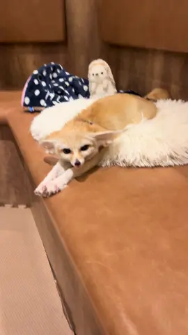 しっぽふりふり嬉しいな🤭 #動物カフェharry #フェネック #fennecfox #animalsoftiktok #横浜中華街 