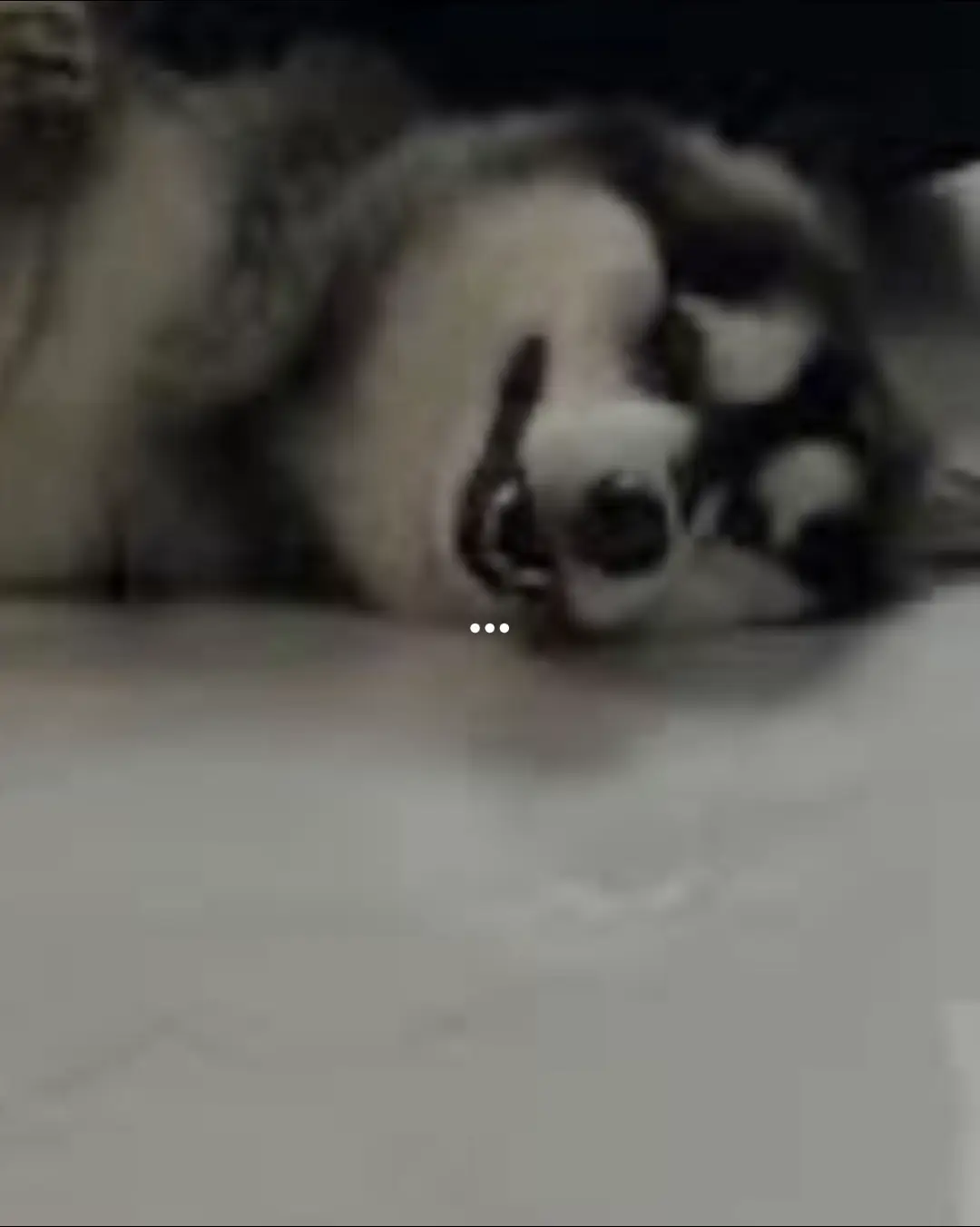 หมดบ้านยังวะ #หมาน่ารัก #สัตว์เลี้ยงtiktok #bog 