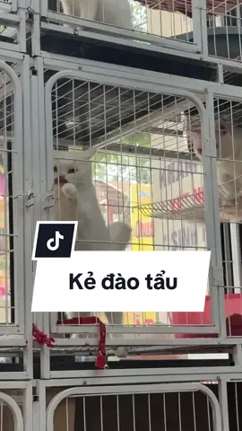 Bắt quả ta.ng có đứa trố.n viện 😂 Mở cửa nhanh gọn k một động tác thừa luôn😄  #pktydran #thuydranhadong #PhòngKhámThúYDran #khamchuabenhthucung #meo 