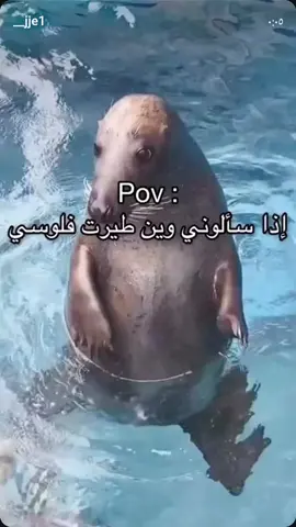 #الشعب_الصيني_ماله_حل😂😂 