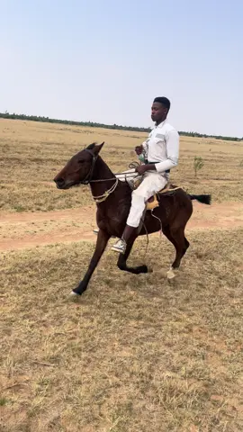 #horse #fyp 