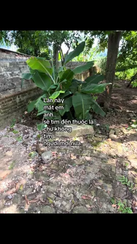 #_levinhh 