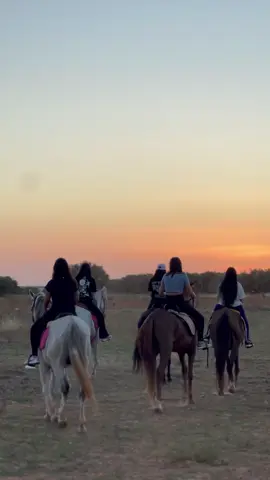 #خيل_وخياله🐎 #خيل_عربي #خيل_عربي #حصاني #girls #فرسان #خيالة #فرسان_الخيل #فارس #feres #feres #cejour #cejour #بنات #خيل_عربي_اصيل #sfax #chevalpassion #فرس #girls #club_feres #خيل #حصان #بنات_خيل_وخياله #eqitation #summer2020 