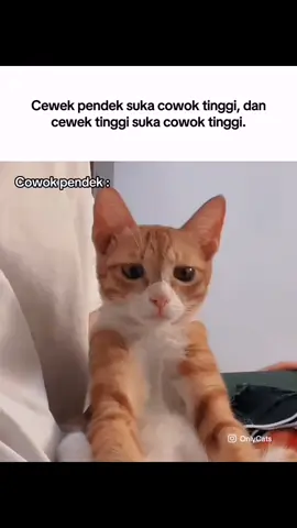 Cukup sabar. #memekucing #kucingoren #asupanmeme #tinggibadan #cewek #cowok #catlover #cat #catsoftiktok #pov #mk #relateable #fyp 