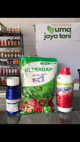 Racikan masa bunga pada tanaman cabai🌶️#petanisukses💪🌾🌿 #petanimuda #tokopertanian #petaniindonesia🇮🇩🇮🇩🇮🇩🌿🌿 