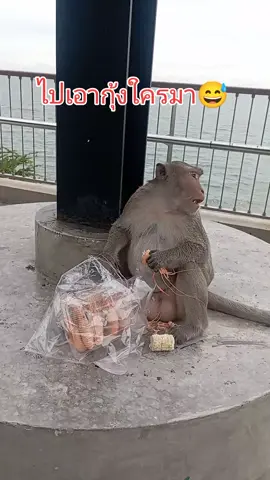มาเดินเล่นชมวิว มองไปเห็นลิงตัวหนึ่งกำลังนั่งกินกุ้งอย่างอร่อย มีคนให้น้อง หรือน้องเอาของใครมา😅😅😅 #ลิง #ลิงเขาสามมุก #ชลบุรี #อร่อยตัวเดียว #monkey 