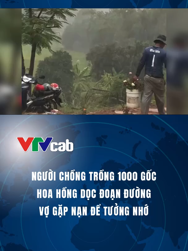 Trên đoạn đường vợ gặp nạn, gần một năm qua, anh Dũng đã trồng 1000 gốc hồng, hàng phượng vĩ cổ thụ kéo dài gần 1 km. Từng gốc cây được anh Dũng chăm chút, đơm hoa rực rỡ như gửi gắm tình yêu, nỗi nhớ với người vợ quá cố. #vtvcab #vtvcabxahoi #tiktoknews