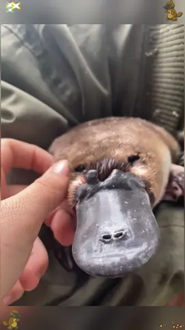 Cute Platypus #funnyvideos #funny #foryou #cute #fyp #platypus 