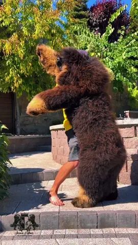 Puppy from Kinu Liutas kennel #tibetanmastiffoftiktok #dog #puppy #tibetanmastiff #kinuliutaskennel 