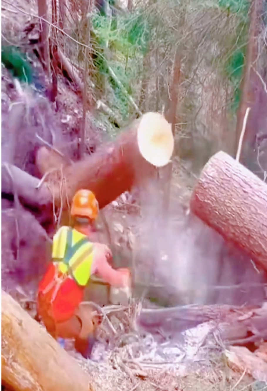 The daily life of a lumberjack #asmr #satisfying #fyp #oddlysatisfying #tree 
