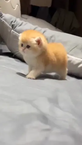 Love 🦥 #cat #kitten #catsoftiktok #viral #trend 