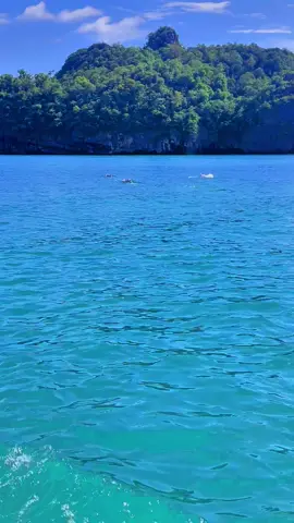 🐬🌊#mangrove #langkawi #andamansea #dolphins #foryoupage 