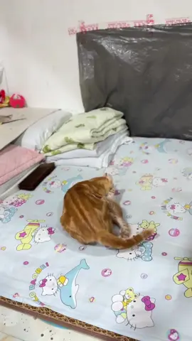 #cute #animals #funny 