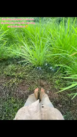 Người thành phố thì thấy nó rất đẹp,còn ở đây thì chỉ cảm thấy sự mệt mỏi 😪 #xuhuong #xuhuongtiktok 
