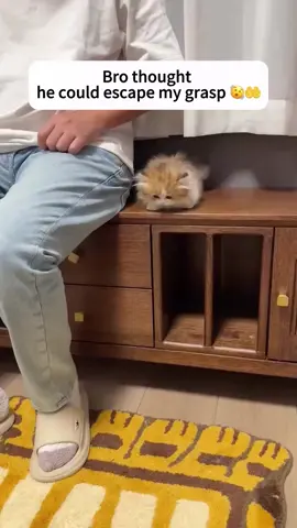 I just want to go out! #thankgoditsfriday #kittenlife #littlelion #meowworld #fyp