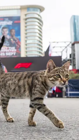The Baku paddock cat caught everyone's attention yesterday, and I tasked my followers with naming the curious feline. The result? Find out at the end of this video! #f1 #formula1 #bakucat #azerbaijangp