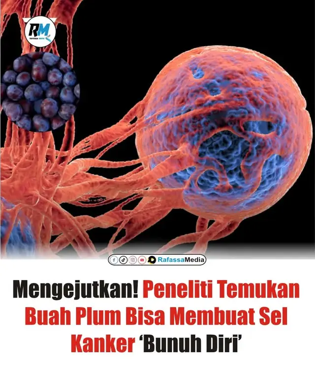 Sebuah penelitian yang dilakukan oleh tim dari Texas AgriLife Research di Texas A&M University mengungkap fakta mengejutkan tentang manfaat buah plum. Dalam studi laboratorium, para ilmuwan menemukan bahwa senyawa alami polifenol yang terkandung dalam plum dan peach mampu memicu mekanisme apoptosis, yaitu proses kematian terprogram pada sel kanker. Lebih menariknya lagi, senyawa ini menunjukkan kemampuan yang sangat selektif. Sel kanker dapat dihancurkan tanpa memberikan dampak merusak pada sel sehat di sekitarnya. Hal ini berbeda dengan sebagian besar terapi kanker konvensional yang biasanya juga merusak sel normal. “Polifenol dalam plum bekerja dengan cara yang unik. Mereka dapat mengganggu jalur komunikasi dalam sel kanker dan membuat sel tersebut menghancurkan dirinya sendiri,” ungkap Dr. David Byrne, peneliti utama dari Texas A&M University. Meski demikian, para ahli menekankan bahwa penelitian ini masih berada pada tahap awal dan baru diuji dalam skala laboratorium. Artinya, belum ada bukti klinis bahwa konsumsi plum secara langsung dapat menyembuhkan kanker pada manusia. Penelitian lanjutan, termasuk uji klinis pada pasien, masih diperlukan untuk memastikan manfaat sebenarnya. Walau begitu, temuan ini tetap menjadi kabar menggembirakan dalam dunia medis, karena membuka peluang pemanfaatan bahan alami dalam pengembangan terapi kanker di masa depan. Para peneliti juga menyarankan untuk tetap mengonsumsi buah-buahan, termasuk plum, sebagai bagian dari pola makan sehat yang kaya antioksidan. Sumber: Texas AgriLife Research – Texas A&M University, 2009 #PenelitianKanker #PlumVsKanker #SehatAlami #BeritaViral #Kesehatan #RafassaMedia