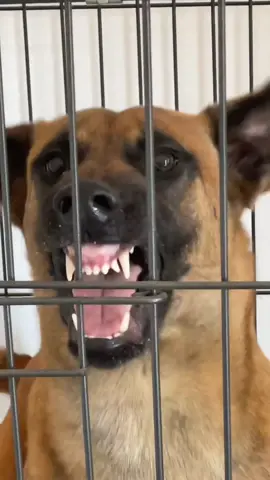 🐾 ES: ¿Cansado de los ladridos sin fin? 🔊 Dile adiós al ruido con la herramienta ultrasónica más segura y efectiva. 🐶✨ Fácil de usar, sin contacto y sin estrés para tu perro. Convierte los ladridos en tranquilidad y obediencia en segundos. 💡 #StopBarking #DogTraining #DogGadgets #Perros #AdiestramientoDePerros #DogTrainer #NoBarking #Ultrasound #DogBehavior #PetLovers #TikTokMadeMeBuyIt #PerrosFelices #DogParents #DogOwner #RegalosParaPerros #PetTraining #PetCare #DogLovers #GadgetsPerros #PetProducts #AdiestradorDePerros #DogLife #PerroObediente #PetShop #StopDogBarking #DogTips #PetGadgets #Mascotas #Fyp #Fypシ #FypViral #TrendingNow #MustHave #PetTools #NoLadrar #TikTokPets #DogGift #DogObedience #ViralProducts #PetHack #foryou 