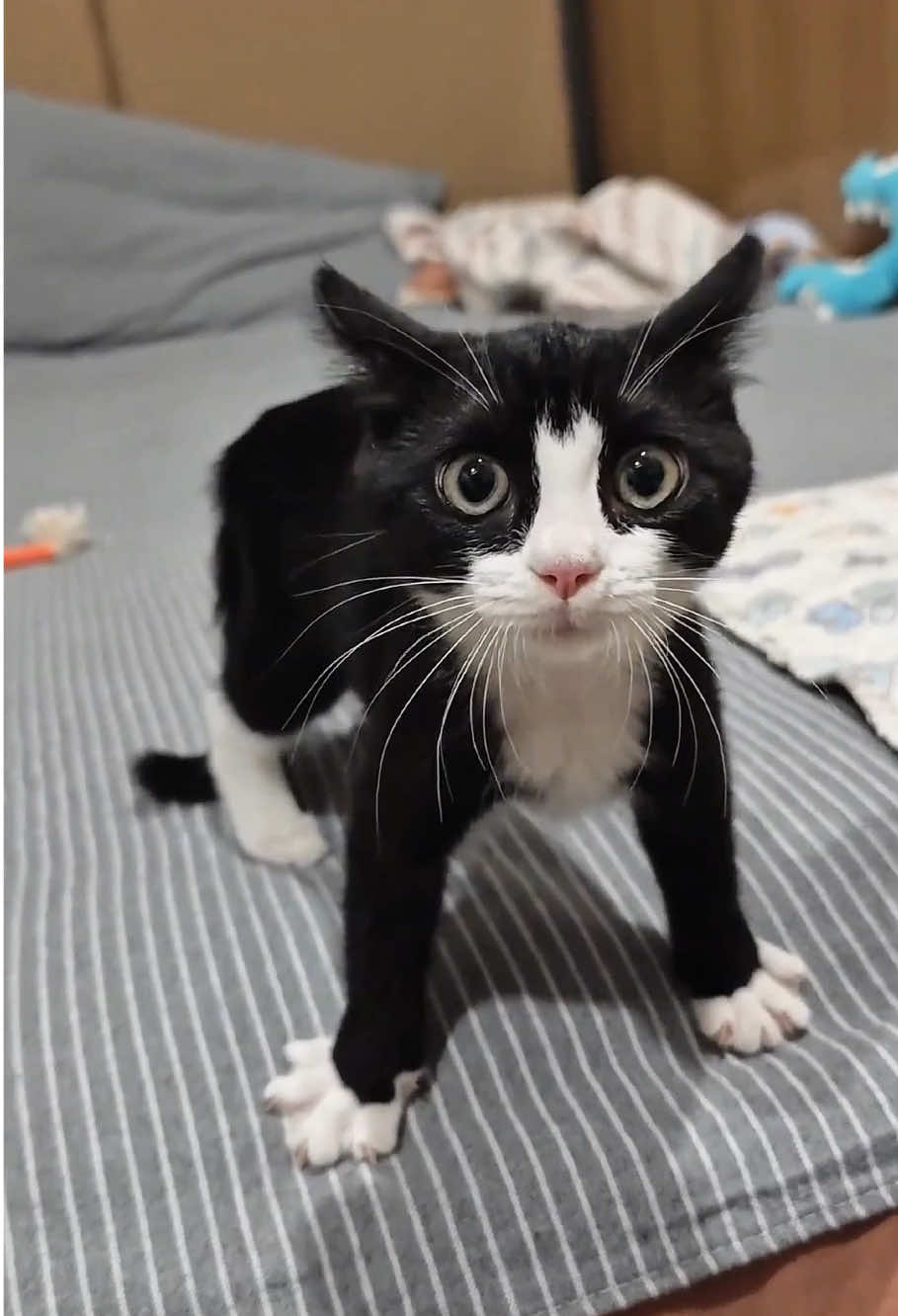 Funny cat #FunnyCats #CatLoversUnion #FunniestPetStories #CatsOnTikTok #AnimalFunnyVideos
