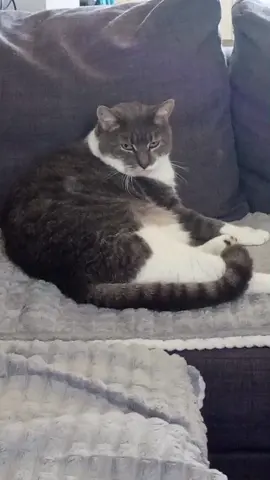 Nino et Crème fouettée. le grand amour... #chat #calins #humour 