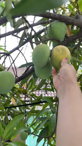 Diantara kau dan mangga