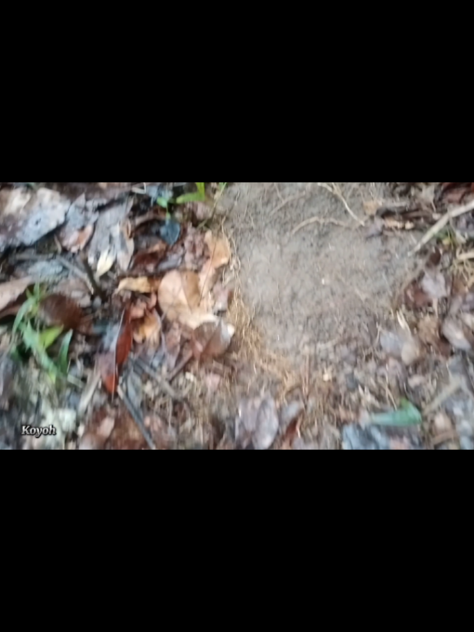 membungkus buah sebelum masak dan di bawa ke tengah2 hutan yang banyak haiwan, dan saya membina jerat sangat bahaya dan jerat di pakai ini turun temurun sejak dahulu🎥 next video akan datang tidak lama lagi, di tayang hanya  di YouTube sahaja.