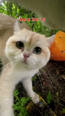 The pet cat wants to go out and wander? Maxwell tells it that it is not easy to wander outside.#cats 