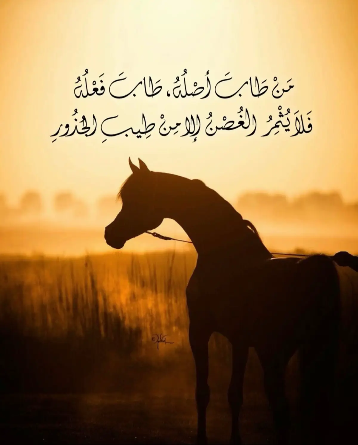 الأصيل يبان وقت الشدايد 🤍🤍🕊️ #fypシ #اكسبلور_تيك_توك #LoveIsLove #النوايا #الحب 