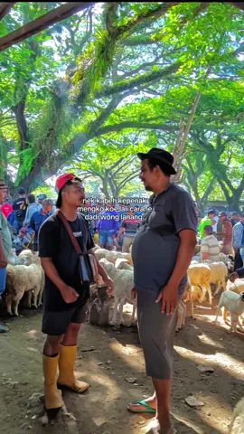cilik ora kurang BAKAL gede ora turah BAKAL umur semene weskon saingan karo sak umurane pak mu🫡😅 #bakulwedus #bakulweduscomunitiy #peternakmuda #peternakkambing 