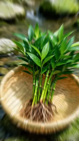 🌿【Lazy Mosquito Repellent Magic】Live Water Bamboo Palm! Grow A Forest on Your Desk + Mosquito Protection! #WaterBamboo #MosquitoRepellentPlant #OfficeMustHave #EasyCarePlants 