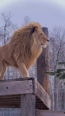 Singa (Panthera leo) adalah karnivora besar dari famili Felidae yang hidup di Afrika dan sebagian India, memiliki bulu cokelat kekuningan, tubuh berotot, dan ekor berumbai. Singa jantan memiliki surai khas yang bervariasi dari pirang hingga hitam, sedangkan singa betina lebih kecil dan tidak memiliki surai. Mereka hidup dalam kelompok yang disebut pride, di mana singa betina yang aktif berburu, sementara singa jantan melindungi wilayah.  Klasifikasi dan Ciri Fisik Nama Ilmiah: Panthera leo  Famili: Felidae (keluarga kucing)  Ukuran: Singa jantan lebih besar, dengan tinggi bahu sekitar 1,2 meter dan berat 150–250 kg. Singa betina lebih kecil, dengan tinggi sekitar 1,1 meter dan berat 120–160 kg.  Ciri Khas: Surai: Hanya singa jantan yang memiliki surai, yang tumbuh sekitar usia tiga tahun.  Bulu: Bulu pendek berwarna cokelat kekuningan dengan bagian bawah berwarna putih.  Ekor: Ekor panjang dengan jambul hitam di ujungnya.  Tubuh: Berotot, berdada lebar, dengan kepala bulat dan leher kecil.  Perilaku dan Habitat Habitat: Padang rumput, sabana, dan semak belukar di Afrika dan Hutan Gir di India.  Struktur Sosial: Hidup dalam kelompok keluarga yang disebut pride, yang rata-rata terdiri dari 10-15 ekor.  Perburuan: Singa betina lebih aktif berburu, memangsa hewan besar seperti zebra dan antelop, sementara singa jantan lebih santai menunggu bagiannya.  Aktivitas: Singa menghabiskan banyak waktu untuk beristirahat, tidur, dan tidur siang, tetapi juga mampu berburu dengan intensitas tinggi.  Peran Ekologis  Sebagai predator kunci, singa membantu mengontrol populasi herbivora besar seperti gajah dan jerapah. Mereka juga menjaga kesehatan kawanan herbivora dengan memangsa hewan yang paling lemah atau sakit. #lion #savana #africa #african #singa #barbarylion