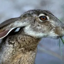 couldn't fall asleep last night so i made this #rabbits #hares #rabbitsedit #watershipdown #watershipdownedit #watershipdown1978 