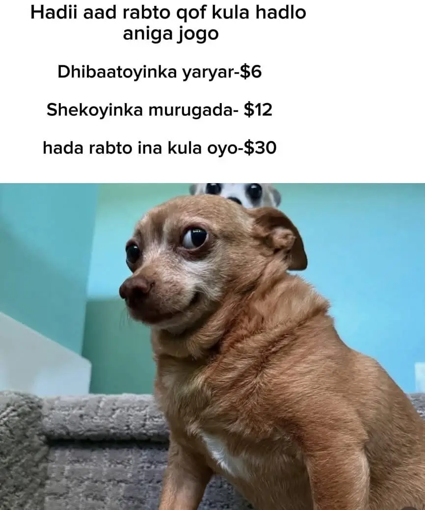 qof wlpo ha ilaso xariro😂#viral 