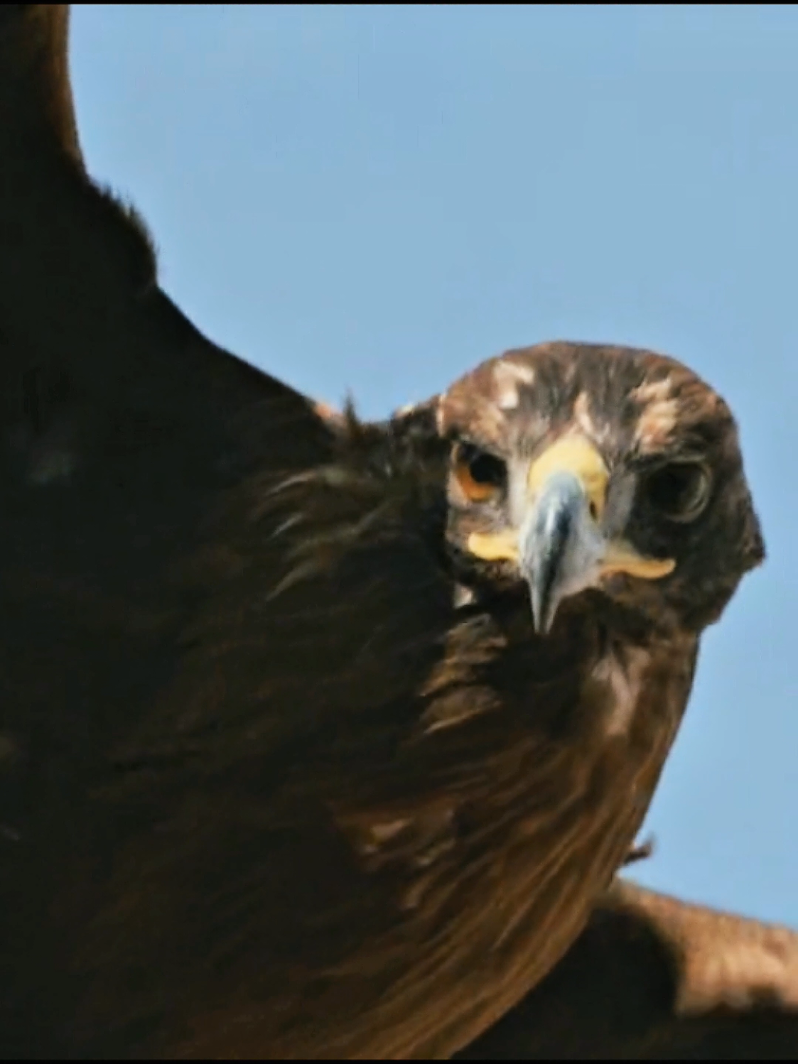 The golden eagle is one of the most powerful birds of prey on Earth. Diving at over 200 km/h, it can capture prey much heavier than itself, such as the mouflon. As a top predator of the mountains, it plays a vital role in maintaining the balance of ecosystems.#animalsworld #animalsoftiktok #eagle #animallifestyle 