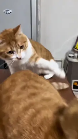 A cat that farts#Tatcha #pet #funny #cat 