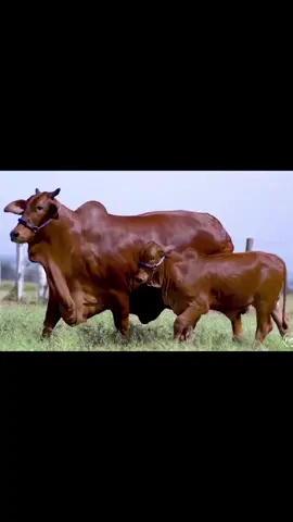 🤲🤲🤲🐄🐄🐄🫶🫶🫶👋👋👋👌👌👌☝️☝️☝️🤗🤗🤗🦷🦷🦷❣️❣️❣️💔💔💔💘💘💘💋💋💋